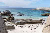 Penguins on the beach in South Africa