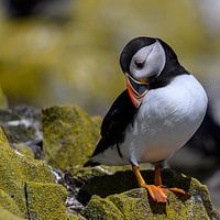 Papegaaiduiker / Puffin