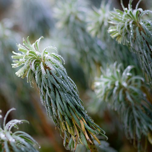 Dauwdruppels Vierkant