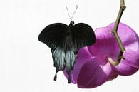 Papillon sur une orchidée par Tessa Louwerens Aperçu