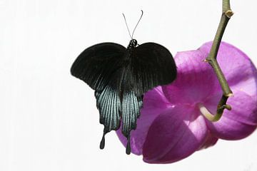 Black butterfly on pink orchid with white background by Tessa Louwerens