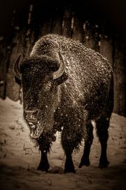 Bison by Andre Bach