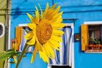 Tournesol à Burano, en Italie.