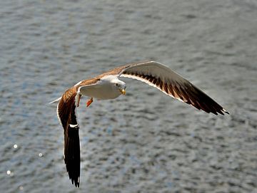 Möwe in Schweden von Karel Frielink