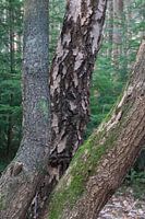 To let the forest speak