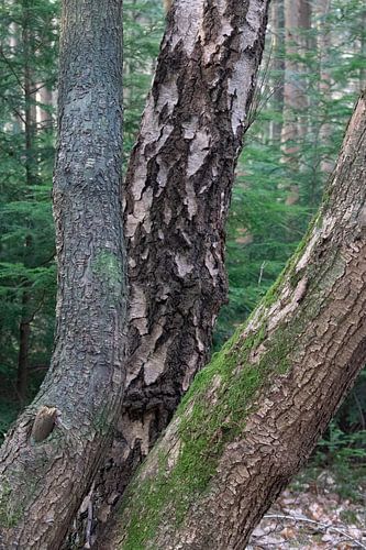To let the forest speak