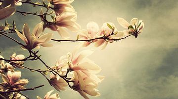 Magnolia sur Bart Ceuppens