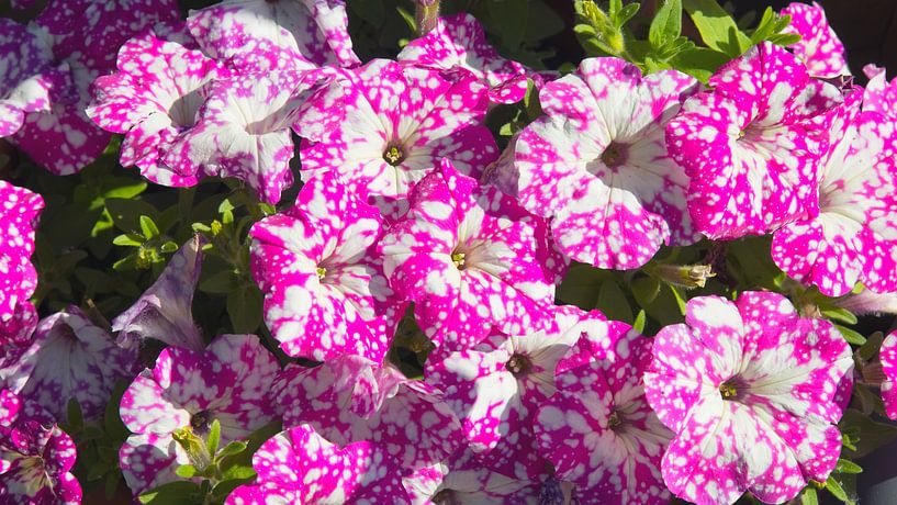 Petunia by Bo Valentino