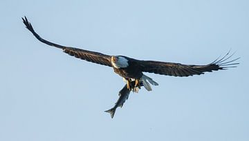 Bald eagle in flight