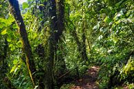 Wandelen in de Panamese jungle van Michiel Dros thumbnail