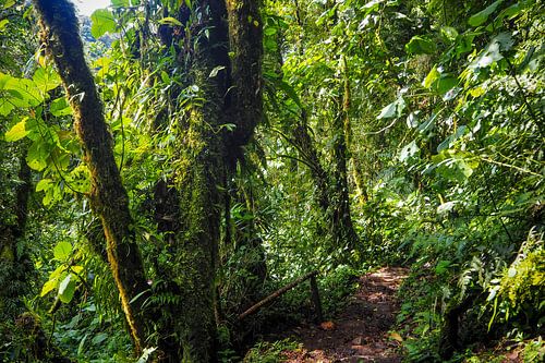 Wandelen in de Panamese jungle