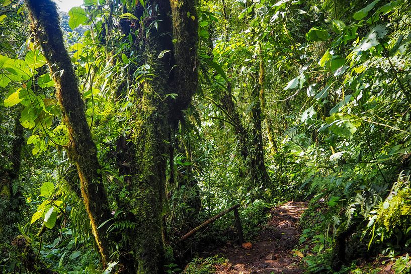 Wandelen in de Panamese jungle van Michiel Dros
