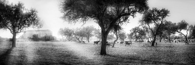Olivenfeld mit Schafherde auf Mallorca in schwarzweiss. von Manfred Voss, Schwarz-weiss Fotografie