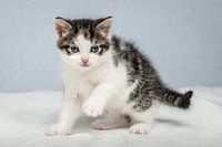 Ensor the cat - 6 weeks old