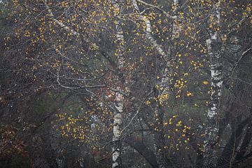Abstract beeld met berk en gele bladeren van Ate de Vries
