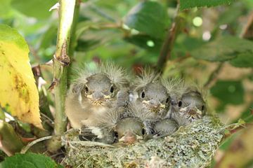 Jonge vogeltjes in hun nest van Petra Van Hijfte