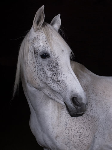Portret van een vliegschimmel – Paardenfoto tegen een zwarte achtergrond
