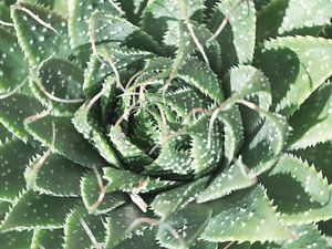 Groene mexicaanse cactus art print - botanische natuur en reisfotografie van Christa Stroo fotografie