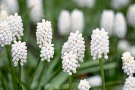 raisins blancs/bleus muscari