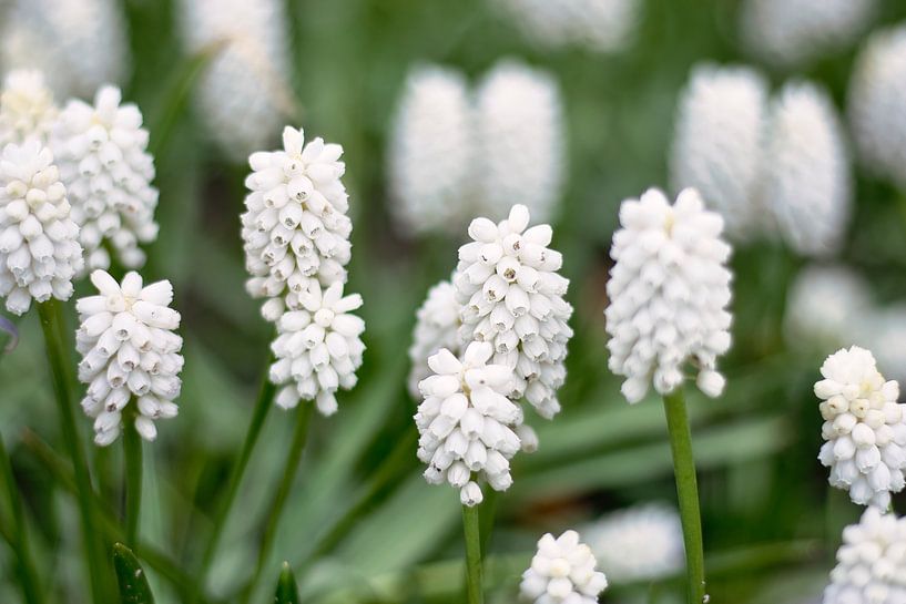 white/ blue grapes muscari by Lindy Schenk-Smit