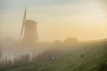 Schapen op de dijk bij de molen in Schermerhorn tijdens een mistige zonsopkomst