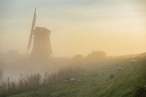 Schapen op de dijk bij de molen in Schermerhorn tijdens een mistige zonsopkomst