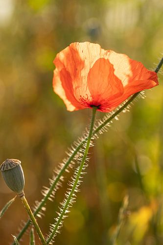 papaver