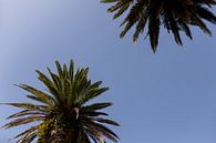2 palmbomen met blauwe lucht in Porto Portugal van Karijn | Fine art Natuur en Reis Fotografie thumbnail