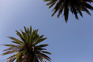 2 Palmen mit blauem Himmel in Porto Portugal von Karijn | Fine art Natuur en Reis Fotografie