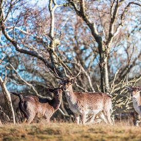 Fallow deers, 2024 by Omri Raviv