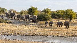 Die Elefantenparade von Gunther Cleemput