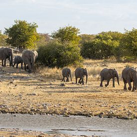 La parade des éléphants sur Gunther Cleemput