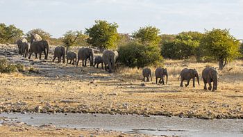 La parade des éléphants