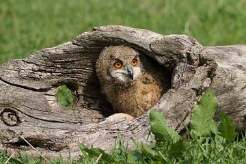 Europese Oehoe (Bubo bubo) van Ronald Pol