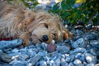 Glück ist ein Hund von Stephan Schulz Miniaturansicht