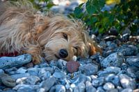 Geluk is een hond
