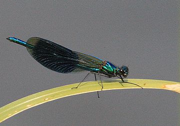 Weidebeekjuffer by Gijs  Tjeerdsma