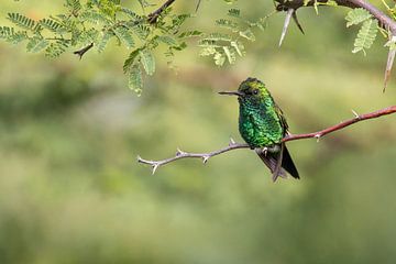 Grüner Kolibri von Janny Beimers