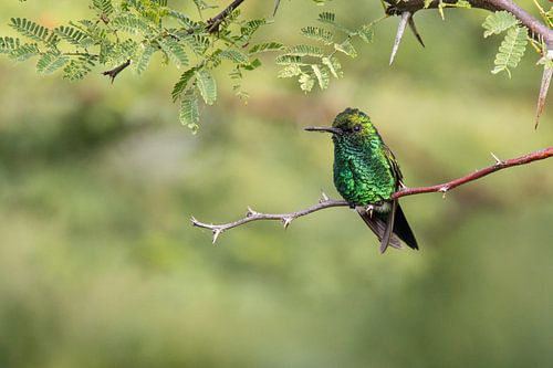 Colibri vert