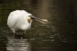 Lepelaar van Petra Vastenburg