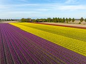 Tulpen in geel en paars in landbouwvelden tijdens de lente van Sjoerd van der Wal Fotografie thumbnail