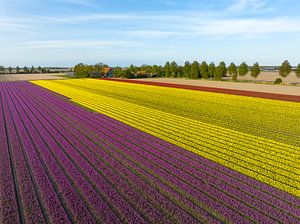 Tulips in yellow and purple in agricultural fields during springtime