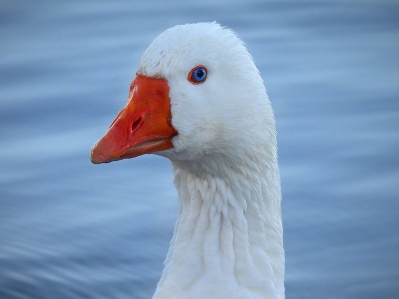 Blaue Augen von Maickel Dedeken