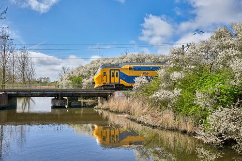 Den Helder spring in city park Quelderduyn