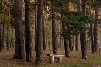 Le banc de repos du randonneur dans la forêt de pins