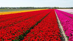 Tulip field in North Holland by Keesnan Dogger Fotografie