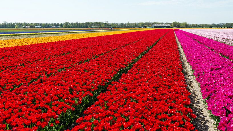 Tulpenveld in Noord-Holland van Keesnan Dogger Fotografie