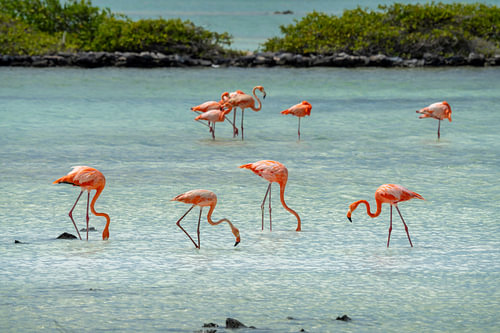 Flamingo-'s von Bart Hendrix