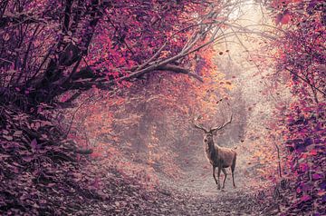 Das Rotwild im roten Wald von Elianne van Turennout