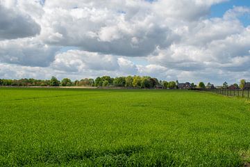 Grasveld landschap van Jolanda de Jong-Jansen